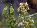 garden mignonette